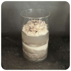 Vanilla Bloom